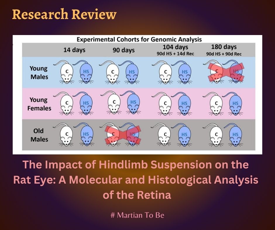 The Impact of Hindlimb Suspension on the Rat Eye A Molecular and Histological Analysis of the Retina