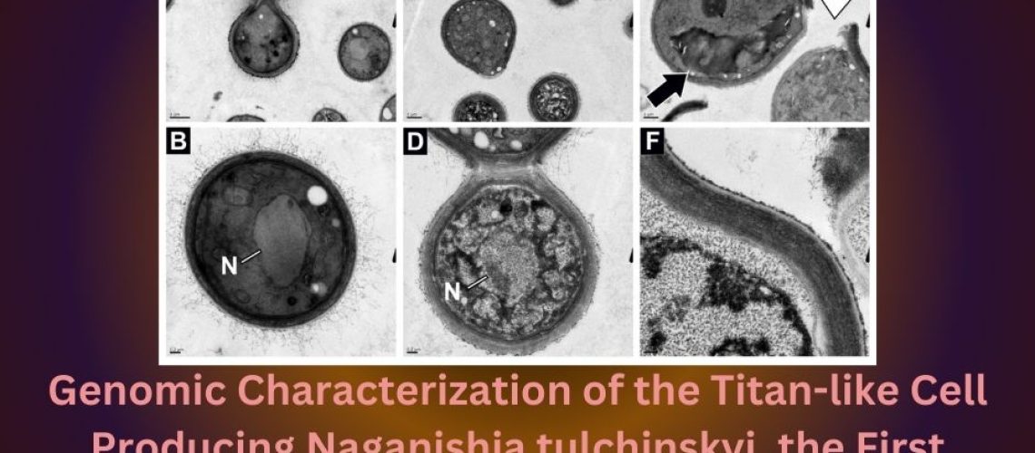 Genomic Characterization of the Titan-like Cell Producing Naganishia tulchinskyi, the First Novel Eukaryote Isolated from the International Space Station
