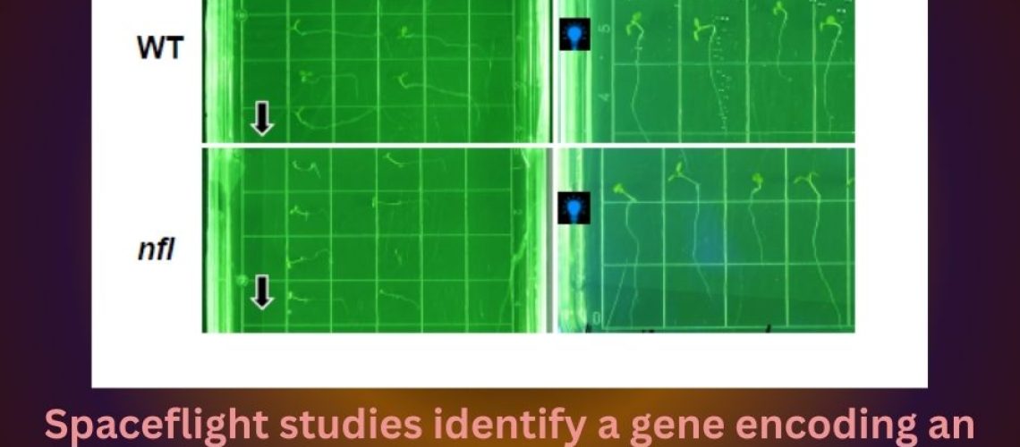 Spaceflight studies identify a gene encoding an intermediate filament involved in tropism pathways