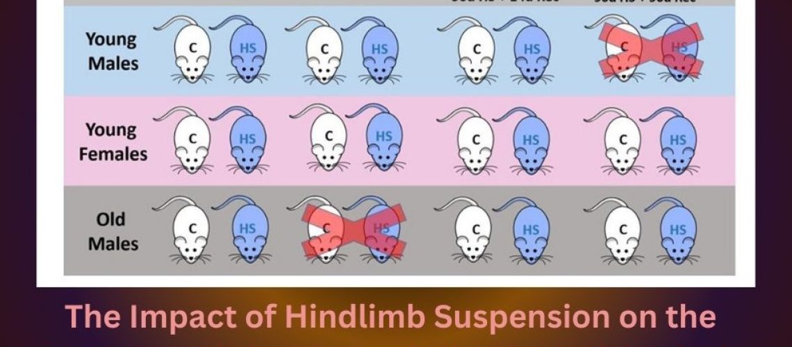 The Impact of Hindlimb Suspension on the Rat Eye A Molecular and Histological Analysis of the Retina